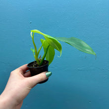 Load image into Gallery viewer, Philodendron Bipennifolium &#39;Golden Violin’ A
