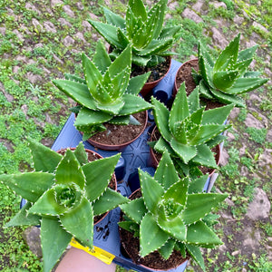 Aloe Mitriformis