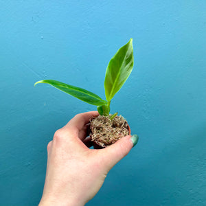 Philodendron Subhastatum Small Plant