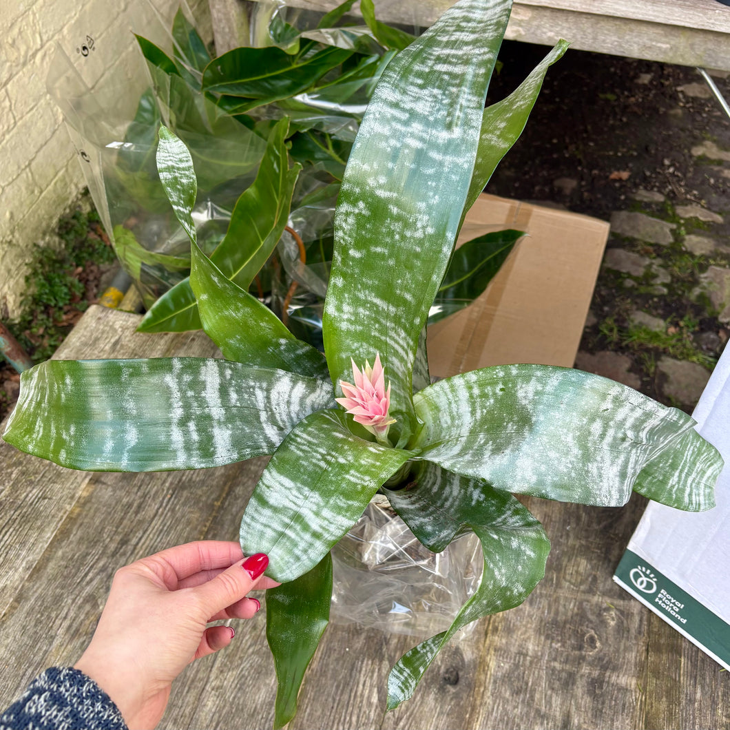 Aechmea Fasciata 'Primera' (Pink Bromeliad)