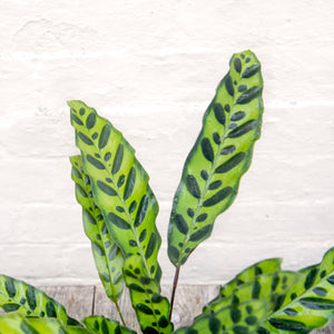 Calathea Lancifolia 'Rattlesnake'