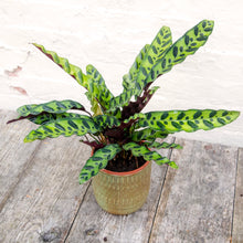 Load image into Gallery viewer, Calathea Lancifolia &#39;Rattlesnake&#39;
