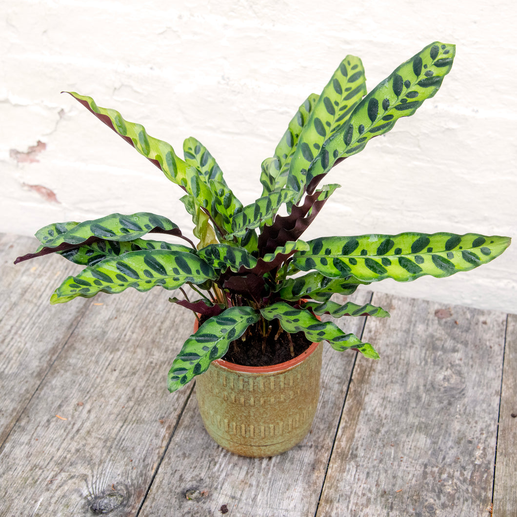 Calathea Lancifolia 'Rattlesnake'