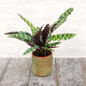 Calathea Lancifolia 'Rattlesnake'