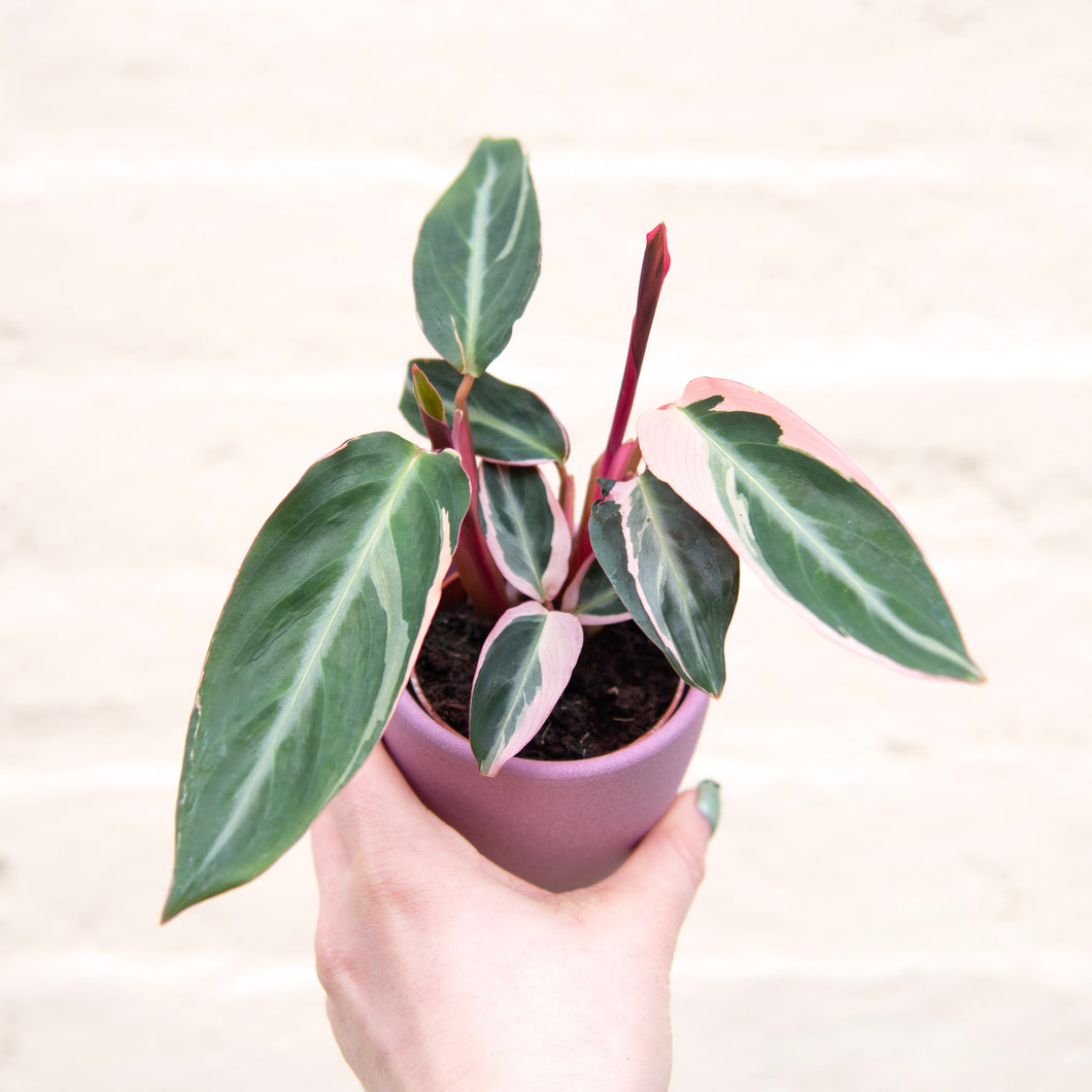 Calathea Sanguine 'Triostar'