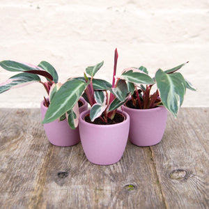 Calathea Sanguine 'Triostar'