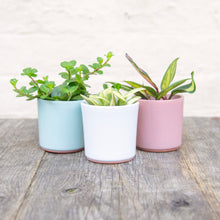 Load image into Gallery viewer, Ceramic Plant Pot For Baby Plants (Blue, White &amp; Pink)
