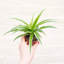 Load image into Gallery viewer, Baby Chlorophytum &#39;Ocean&#39; (Spider Plant)
