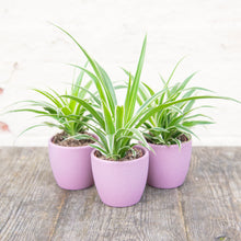 Load image into Gallery viewer, Baby Chlorophytum &#39;Ocean&#39; (Spider Plant)
