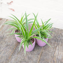 Load image into Gallery viewer, Baby Chlorophytum &#39;Ocean&#39; (Spider Plant)
