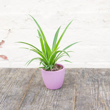 Load image into Gallery viewer, Baby Chlorophytum &#39;Ocean&#39; (Spider Plant)
