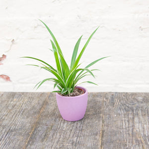 Baby Chlorophytum 'Ocean' (Spider Plant)