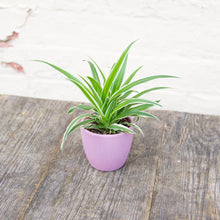 Load image into Gallery viewer, Baby Chlorophytum &#39;Ocean&#39; (Spider Plant)
