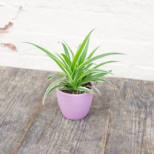 Baby Chlorophytum 'Ocean' (Spider Plant)