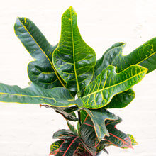Load image into Gallery viewer, Codiaeum Excurrens - Croton &#39;Excellent&#39;

