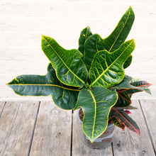 Load image into Gallery viewer, Codiaeum Excurrens - Croton &#39;Excellent&#39;

