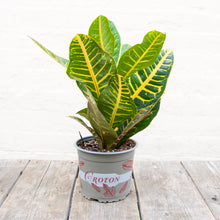 Load image into Gallery viewer, Codiaeum - Croton &#39;Petra&#39;
