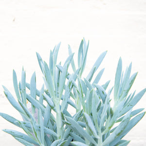 Curio Ficoides 'Mount Everest' (Skyscraper Senecio)