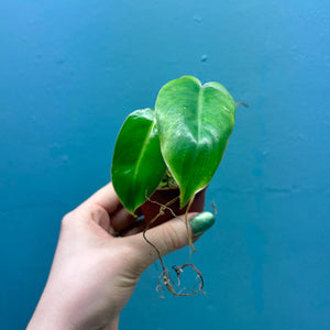 Home Grown Houseplant Wonky Bargain Bundle (9 Plants) Philodendron, Epiphyllum, Hoya & Begonia