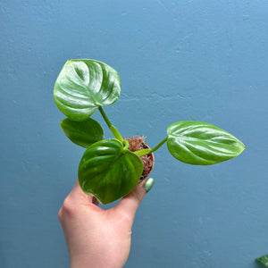 Philodendron Pittieri Propagation Pot