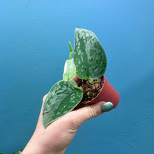 Load image into Gallery viewer, Scindapsus &#39;Silvery Ann&#39; Baby Plant
