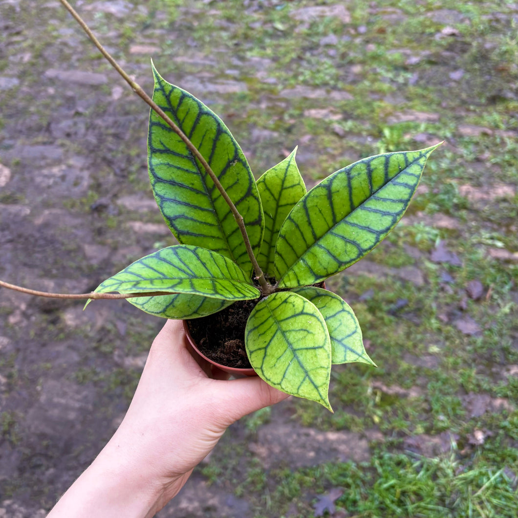 Hoya Callistophylla