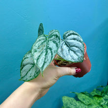 Load image into Gallery viewer, Philodendron Brandtianum Rooted Cutting Pot
