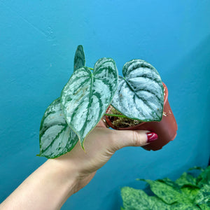 Philodendron Brandtianum Rooted Cutting Pot