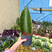 Load image into Gallery viewer, Sansevieria Masoniana &#39;Victoria&#39; (Whale Fin)
