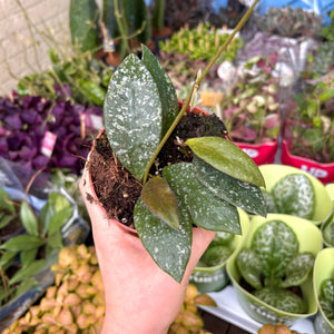 Hoya Rundumensis Splash