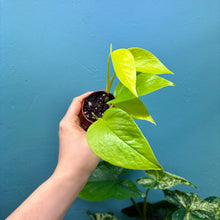 Load image into Gallery viewer, Epipremnum Aureum &#39;Neon Pothos&#39; A
