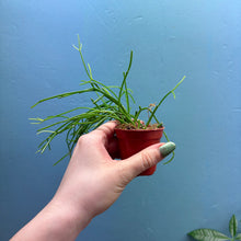 Load image into Gallery viewer, Rhipsalis Oasis Propagation Pot
