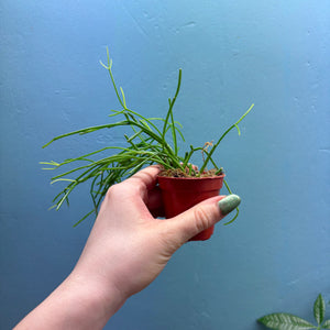 Rhipsalis Oasis Propagation Pot