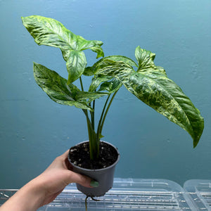 Syngonium 'Mojito' B