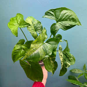 Home Grown Houseplant Wonky Bargain Bundle (7 Plants) - Philodendron, Syngonium & ZZ Plant