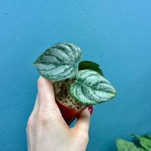 Load image into Gallery viewer, Philodendron Brandtianum Rooted Cutting Pot
