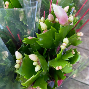 Schlumbergera 'Thanksgiving Cactus'