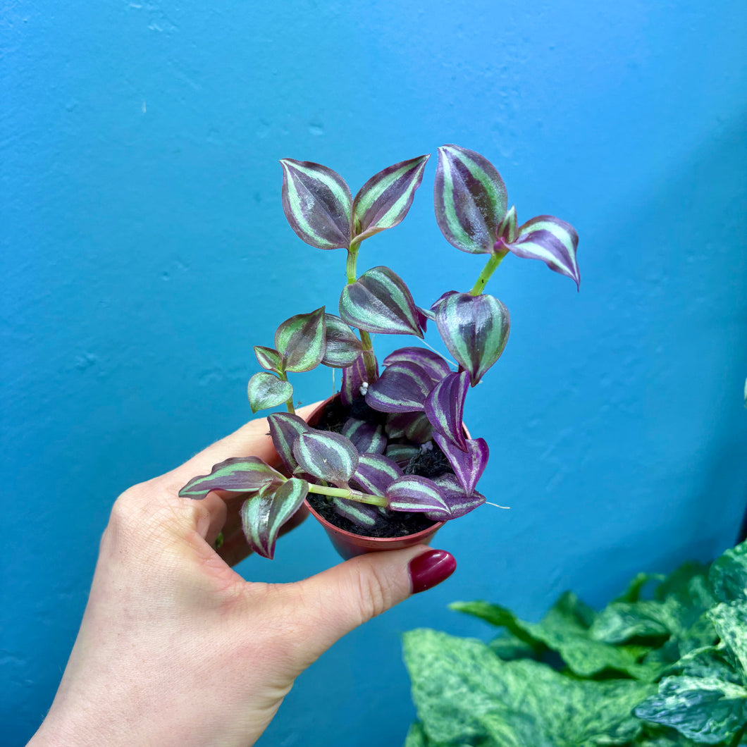 Tradescantia Purple Passion 'Silver Inch Plant'