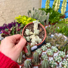 Load image into Gallery viewer, Euphorbia Mammillaris Variegata &#39;Corn Cob Cactus&#39;
