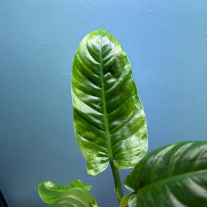 Home Grown Houseplant Wonky Bargain Bundle (7 Plants) - Philodendron, Syngonium & ZZ Plant