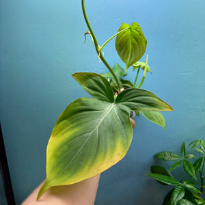 Home Grown Houseplant Wonky Bargain Bundle (7 Plants) - Philodendron, Syngonium & ZZ Plant