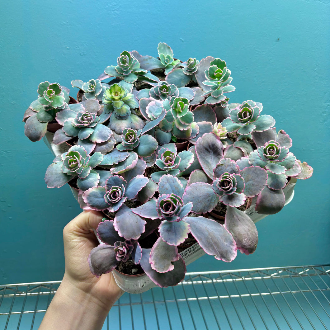 Kalanchoe Fedtschenkoi Variegated 'Lavender Scallops'