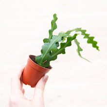 Load image into Gallery viewer, Baby Rhipsalis &amp; Other Jungle Cactus (many options)
