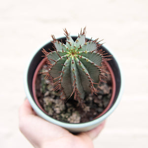 Euphorbia Horrida