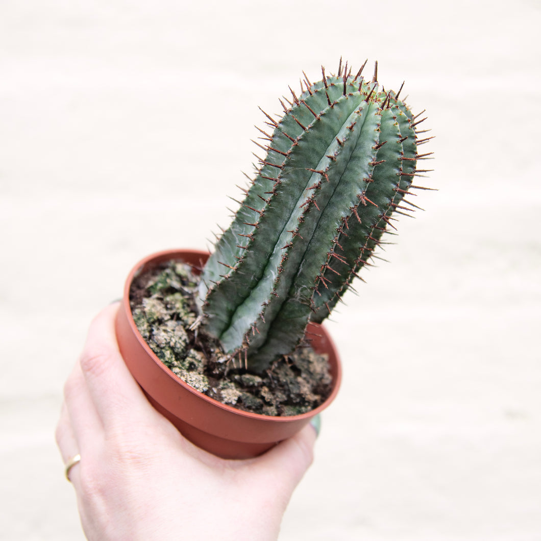 Euphorbia Horrida