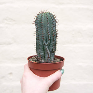 Euphorbia Horrida