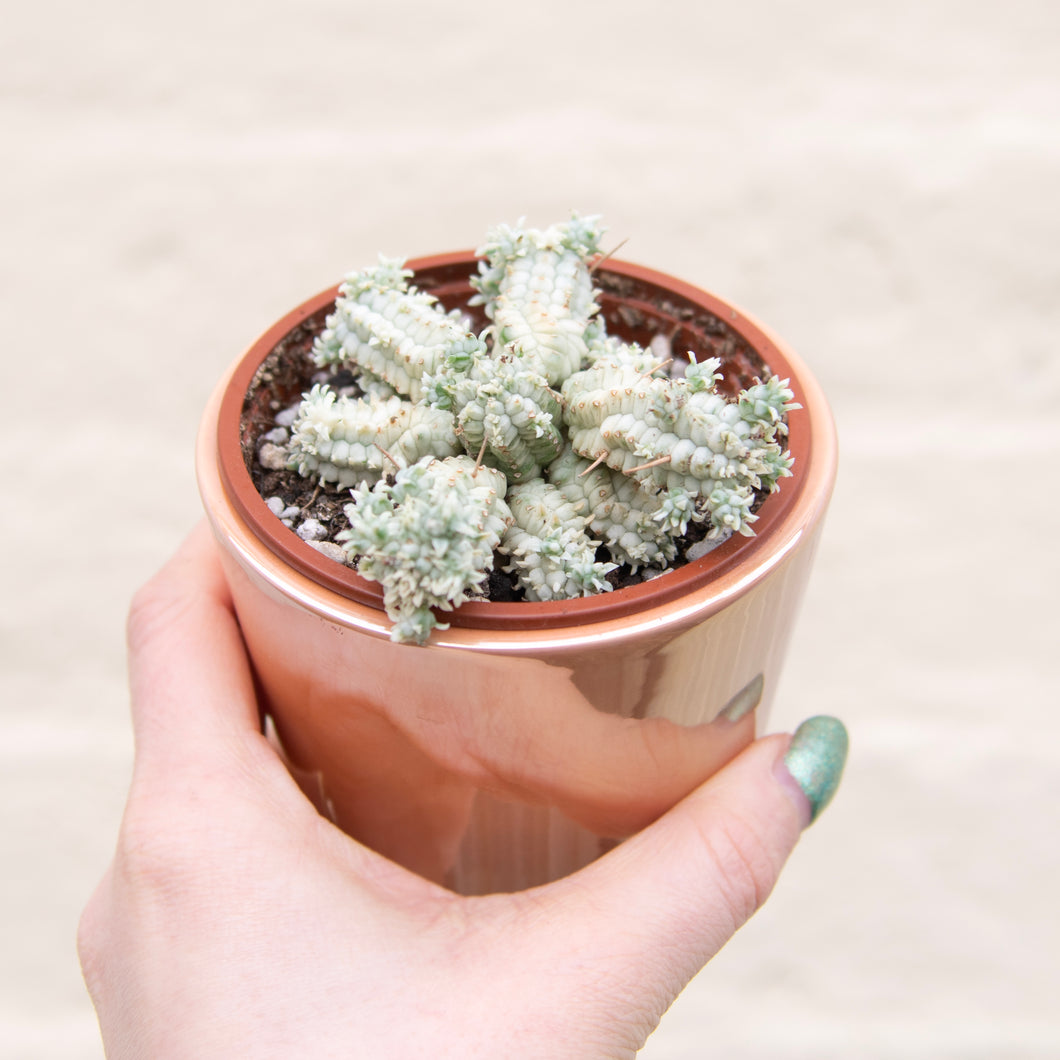 Euphorbia Mammillaris Variegata 'Corn Cob Cactus'