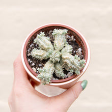 Load image into Gallery viewer, Euphorbia Mammillaris Variegata &#39;Corn Cob Cactus&#39;
