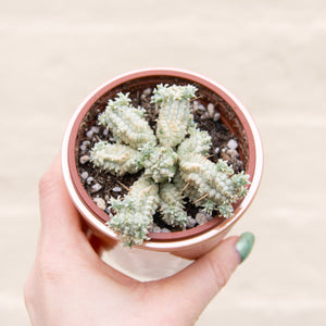 Euphorbia Mammillaris Variegata 'Corn Cob Cactus'