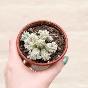 Euphorbia Mammillaris Variegata 'Corn Cob Cactus'